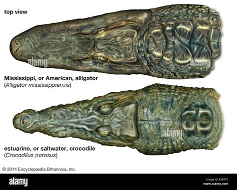 Comparison of alligators and crocodiles Stock Photo, Royalty Free Image ...