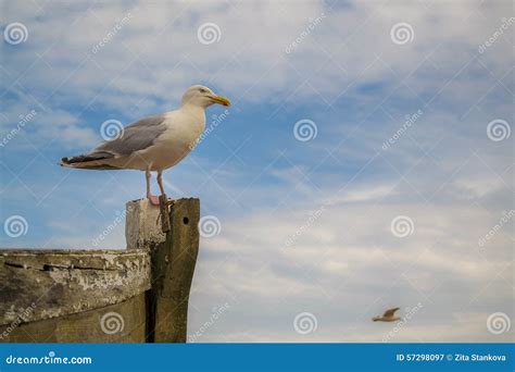 Seagull on a wooden boat stock image. Image of bird, clouds - 57298097