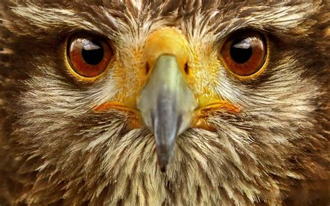 Eagle Eye wallpapers, Movie, HQ Eagle Eye pictures | 4K Wallpapers 2019