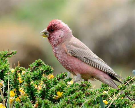 Spotted great rosefinch - Facts, Diet, Habitat & Pictures on Animalia.bio