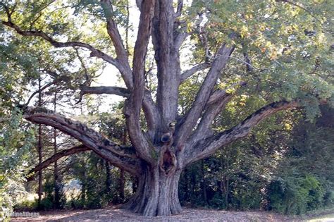 Oak Trees Damaged in Fire