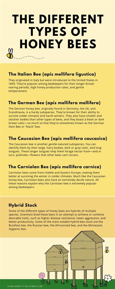 The different honey bee species – Artofit