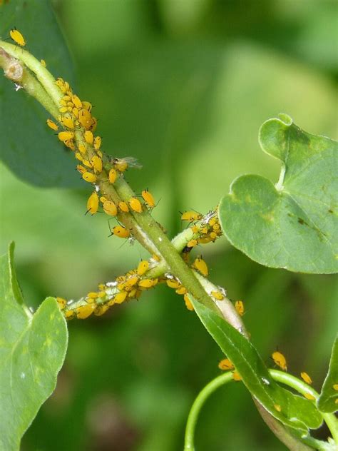 A Cheap And Effective Way To Kill Aphids Make It A Garden | Free ...