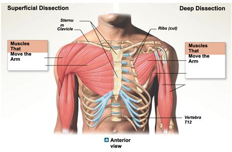 Chest Muscles Diagram Chest Muscle Anatomy Diagram Muscle Diagram ...