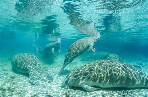 Florida Manatees at Three Sisters Springs, Trichechus manatus photo ...