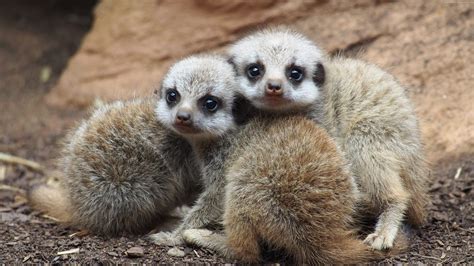 Wallpaper Meerkat, suricate, Namib Desert, Namibia, animal, Animals ...