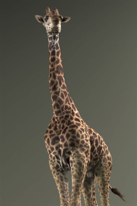 Animal 3D Model Rigged Free