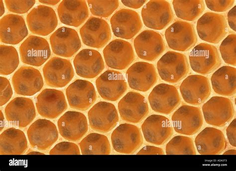 honey bee, hive bee (Apis mellifera mellifera), combs, section from ...