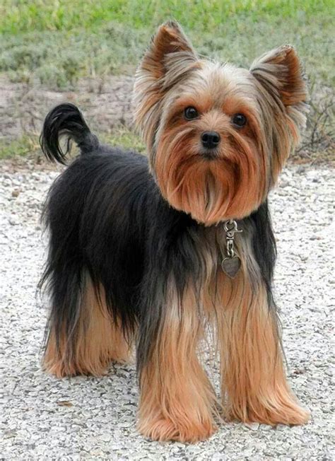 28 best Yorkie cuts images on Pinterest | Yorkies, Yorkie hairstyles ...