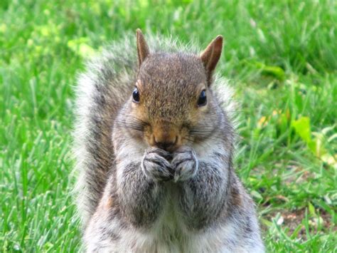 Squirrel eating the nuts i put out for him | Squirrel, Nature, Photography