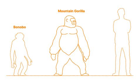 Mountain Gorilla (Gorilla beringei beringei) Dimensions & Drawings ...