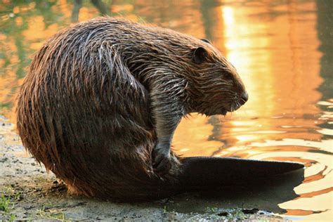 Capybara VS Beaver - Argentina Biodiversity