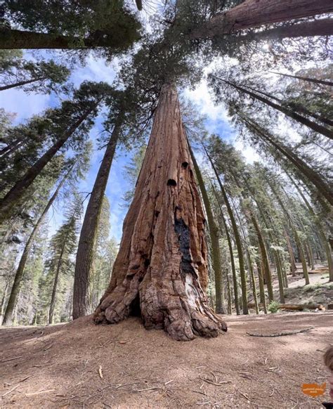 10 Best Hiking Trails in Sequoia National Park for Families - National ...