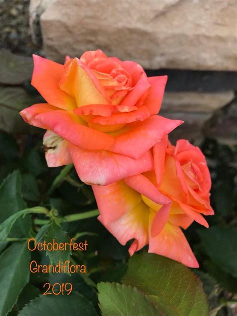 Rose (Rosa 'Octoberfest') in the Roses Database - Garden.org