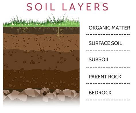 soil-layers - Lewis Bamboo