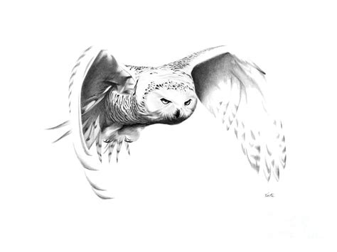 Snowy Owl Drawing by Bryan Knudsen | Pixels