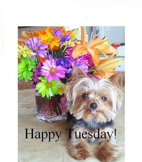 Happy Tuesday!!! | Happy tuesday, Tuesday greetings, Good morning tuesday