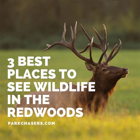 3 Best Places to See Wildlife in Redwood National Park - Park Chasers