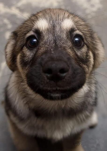 Cute Overload: German Shepherd Puppy Cute Eyes