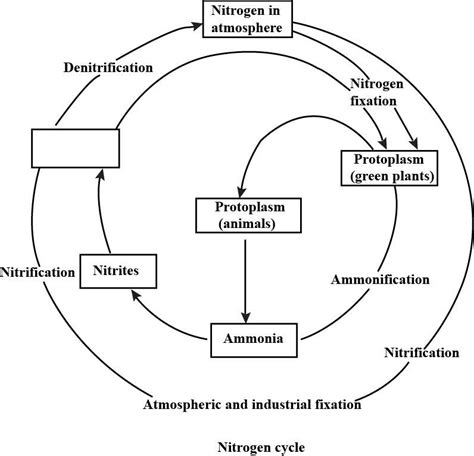 Draw diagram of i nitrogen cycle; ii carbon cycle.