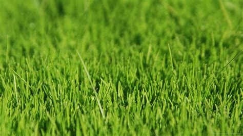 🔥 [70+] Green Grass Wallpapers | WallpaperSafari