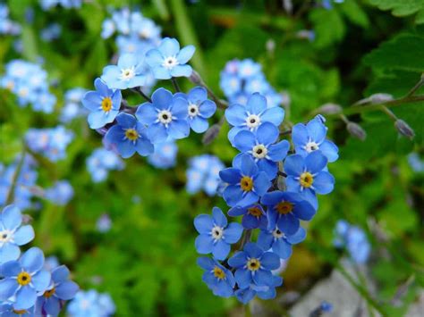 Facts About Forget-Me-Not Flowers You Should Know - MORFLORA