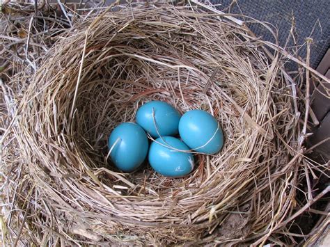 Blue Jay Barrens: Some Bird Nests