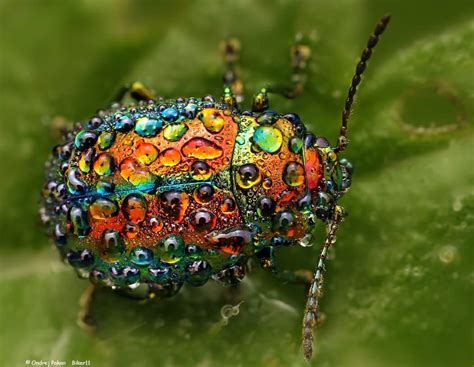 The spectrum of colors on the insect : r/oddlysatisfying