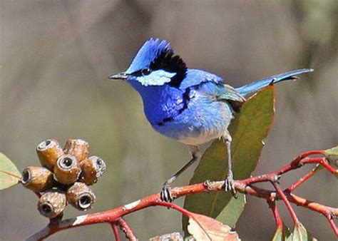 Splendid Fairy-wren - The Australian Museum