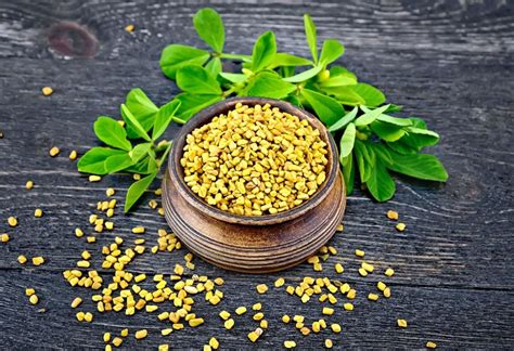 Fenugreek | Action - Benefits - Side Effects - Dietary Supplements