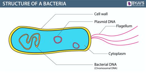 Bacteria -Structure,Classification,Reproduction and its Benefits