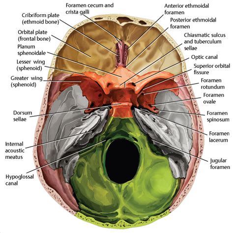 Anterior Cranial Fossa, Nasal Cavity, and Paranasal Sinuses | Radiology Key