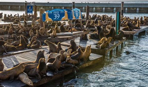 California Sea Lion Facts & Information Guide - American Oceans