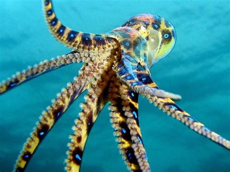 9 Deadliest Sea Animals You've Never Heard of