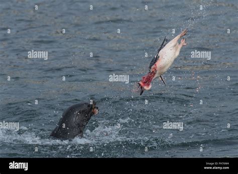 Fur Seal attack on Adelie Penguin Stock Photo - Alamy