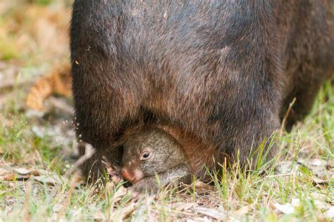 Marsupial | San Diego Zoo Animals & Plants