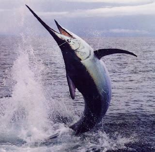 Animals World: Marlin Fish