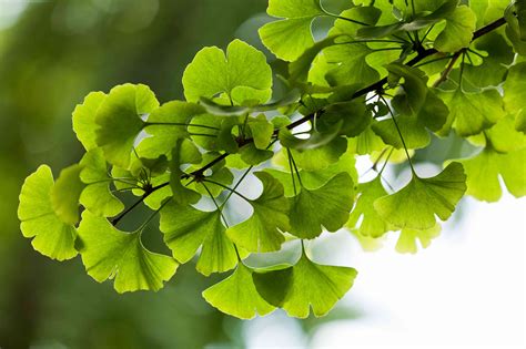 You and a Ginkgo Tree Can Help Scientists Study Climate Change