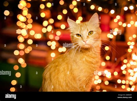 little nice ginger cat sleeping on couch Stock Photo - Alamy