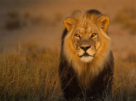 The world’s 7 big cats and where to see them in the wild