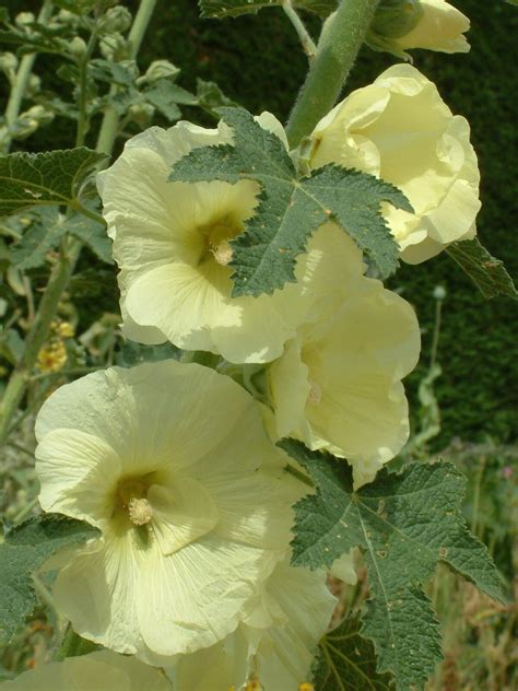 Dry Area Plants | Alcea Rugosa - The Beth Chatto Gardens