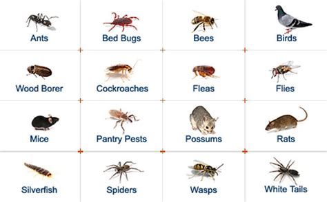 Common House Bugs Identification