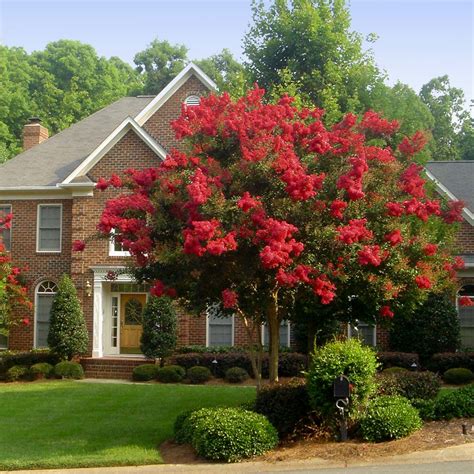 Red Rocket Crape Myrtles for Sale | BrighterBlooms.com