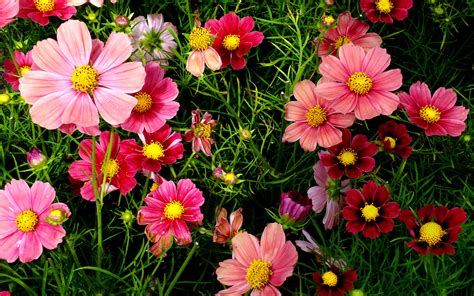 Pink Cosmos Flowers Wallpapers | HD Wallpapers | ID #18557