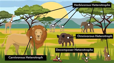 Heterotroph Examples in Food Chains | YourDictionary