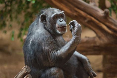 Chimpanzee Portrait in Natural Habitat Stock Photo - Image of hominidae ...