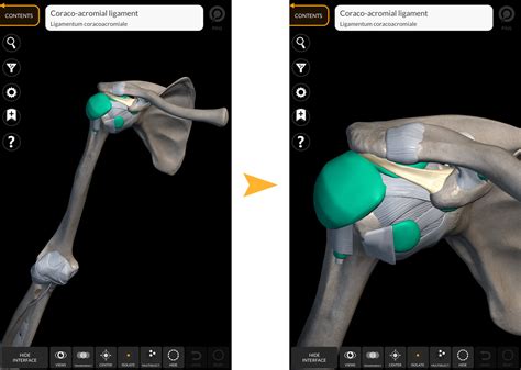 ANATOMY 3D ATLAS - Anatomy 3D Atlas - Human Anatomy Apps