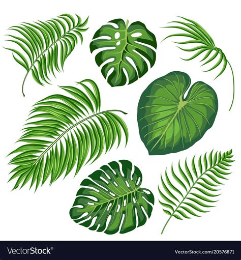 tropical plants - Google Search | Tropical leaves illustration, Leaves ...