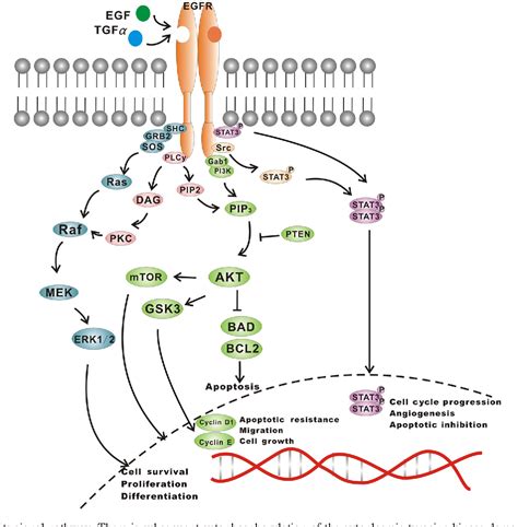 Figure 3 from Mechanisms of resistance to EGFR tyrosine kinase ...