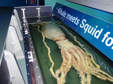 Giant Squid, Once A Myth, Today A Reality | Animal Photo